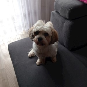 Pantazianu- petsitter București vagy Állat szitter a