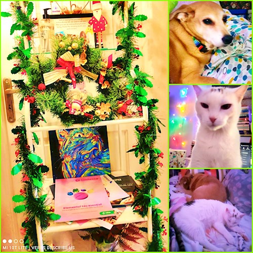 Judy- petsitter București vagy Állat szitter a 