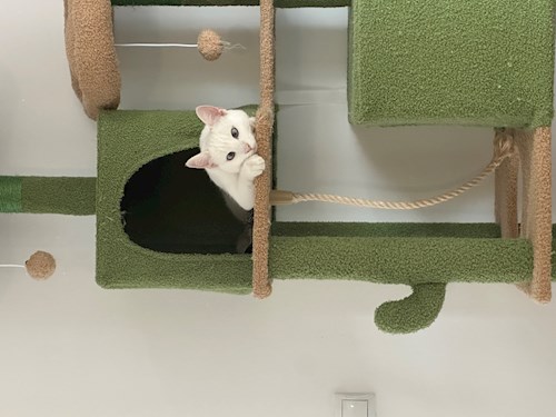 Ana-Maria- petsitter Florești or Pet nanny for 