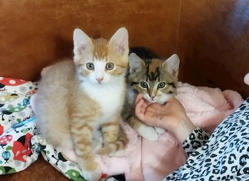 Andrei- petsitter Cluj-Napoca or Pet nanny for Cats 