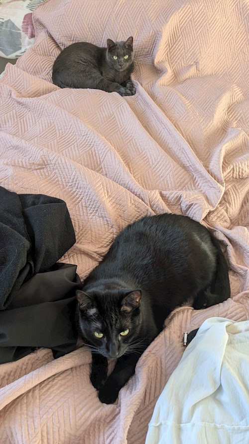 Roxana- petsitter Cluj-Napoca or Pet nanny for Cats 