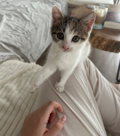 Alexandra- petsitter București or Pet nanny for 