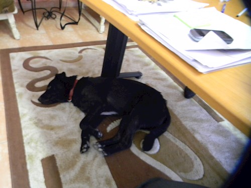 Ionescu- petsitter București or Pet nanny for Dogs 