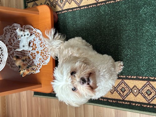 Mari- petsitter București or Pet nanny for 