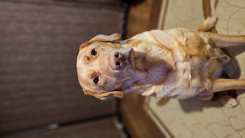 Deak- petsitter Florești or Pet nanny for 