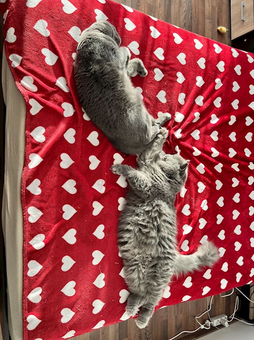 Nicholas- petsitter Cluj-Napoca or Pet nanny for Cats 