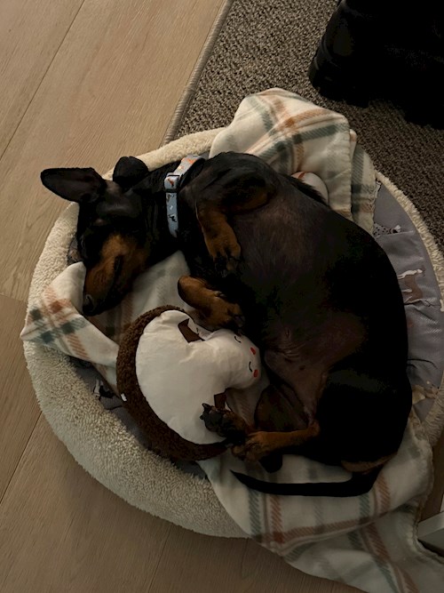 Teodora- petsitter Cluj-Napoca or Pet nanny for 