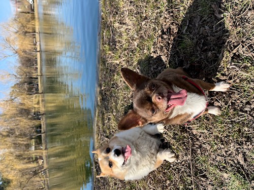 Ivan- petsitter București or Pet nanny for Dogs 