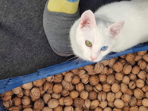 Mădălina- petsitter Cluj-Napoca or Pet nanny for 