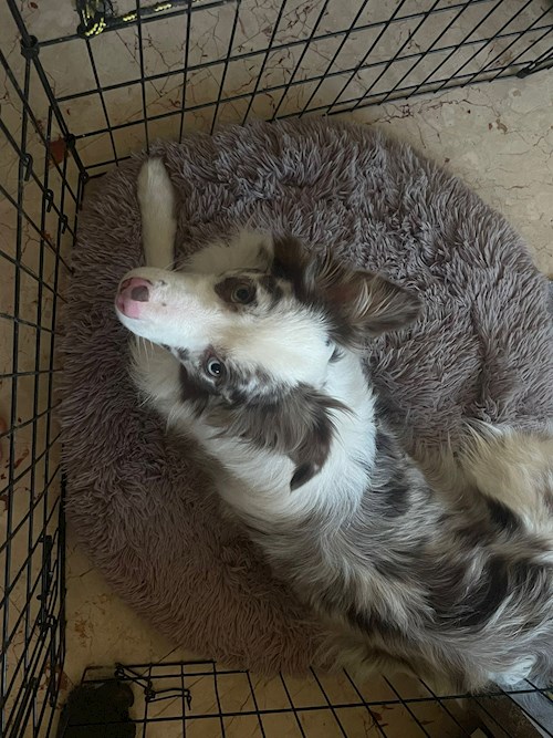 Eduard- petsitter Iași vagy Állat szitter a 