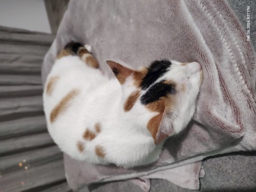 Alexa- petsitter București vagy Állat szitter a 