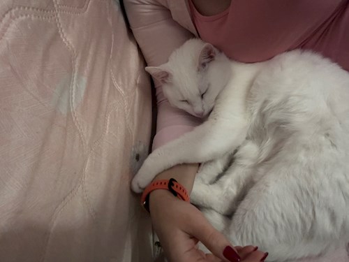 Mădălina- petsitter Cluj-Napoca or Pet nanny for 