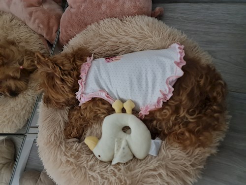 Raluca- petsitter București or Pet nanny for Dogs 