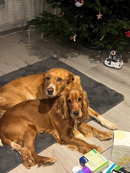 Groseanu- petsitter Mogoșoaia or Pet nanny for Dogs 