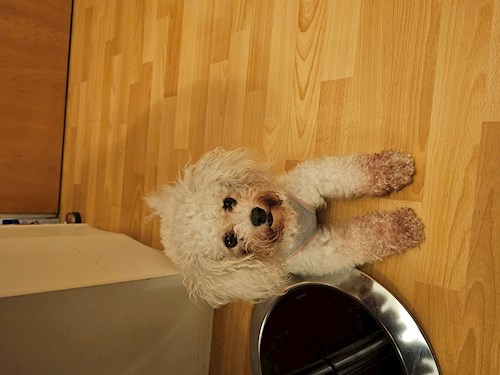 Irina- petsitter Giroc sau Bonă pentru animale pentru 