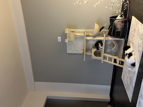 Diana- petsitter Cluj-Napoca sau Bonă pentru animale pentru Pisici 