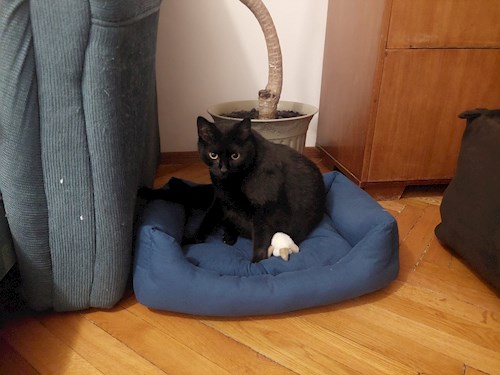 Anca- petsitter Cluj-Napoca sau Bonă pentru animale pentru 