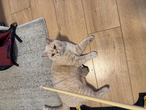 Meda- petsitter Cluj-Napoca vagy Állat szitter a 