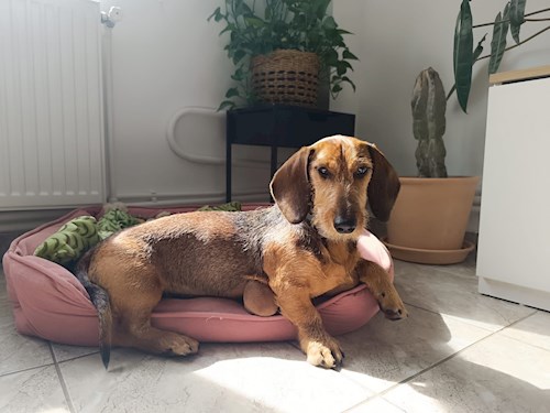 ana-maria- petsitter București vagy Állat szitter a 