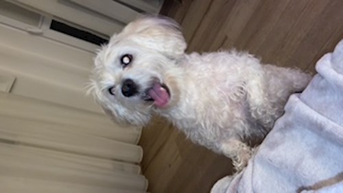 florin- petsitter București sau Bonă pentru animale pentru 