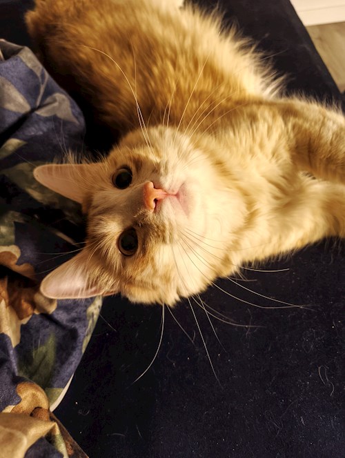 Ana- petsitter Oradea sau Bonă pentru animale pentru 