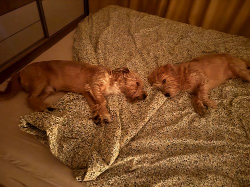 Maria- petsitter București or Pet nanny for Dogs 