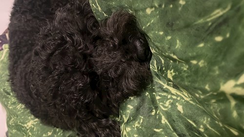 Laura- petsitter Cluj-Napoca sau Bonă pentru animale pentru 