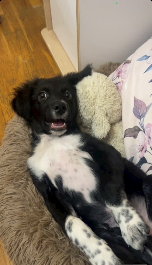 Maria- petsitter București vagy Állat szitter a 