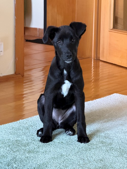 Andreea- petsitter București or Pet nanny for 