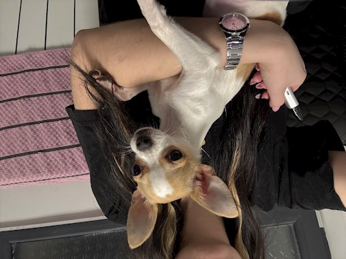 Cindy- petsitter Iași or Pet nanny for 