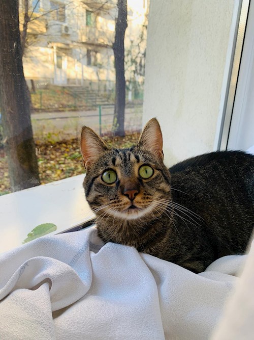 Elena- petsitter București sau Bonă pentru animale pentru 