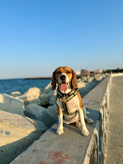 Adriana- petsitter București or Pet nanny for 