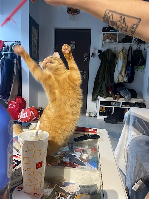 Ungureanu- petsitter Constanța sau Bonă pentru animale pentru 