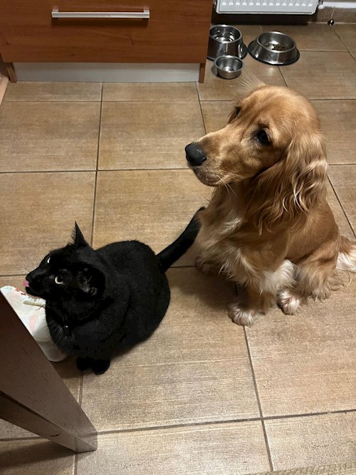 Alexandru- petsitter Timișoara or Pet nanny for 