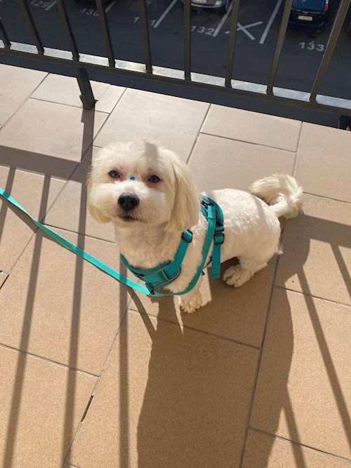 Farkas- petsitter Cluj-Napoca or Pet nanny for Dogs 