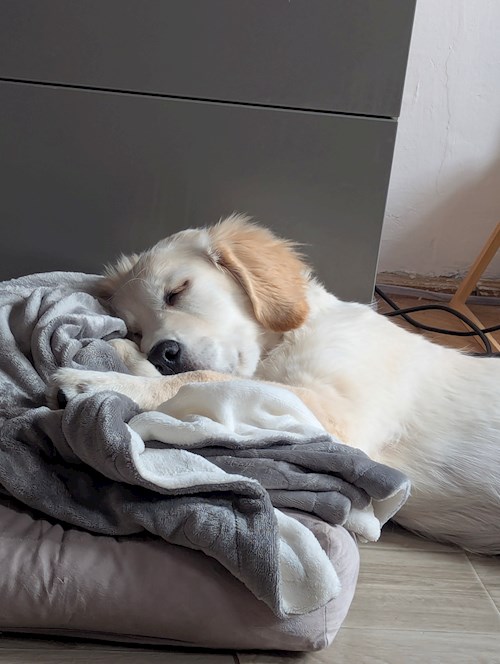 Ana- petsitter Timișoara or Pet nanny for 