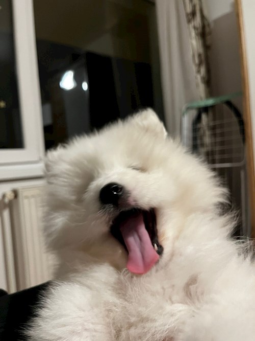 Roman- petsitter Târgu Mureș or Pet nanny for 