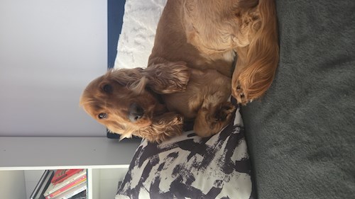 Mirela- petsitter București sau Bonă pentru animale pentru 