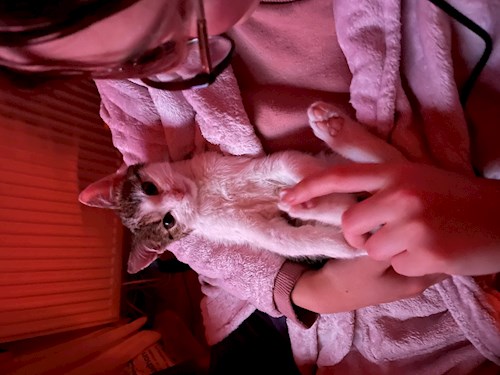 Miruna- petsitter Cluj-Napoca sau Bonă pentru animale pentru 