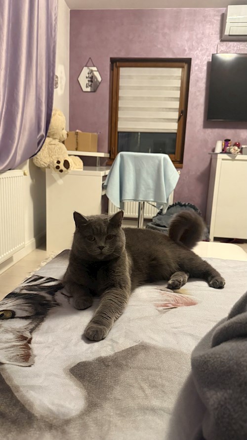 Raț- petsitter Cluj-Napoca sau Bonă pentru animale pentru 