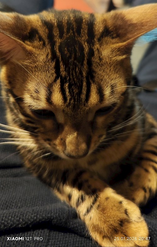 Constantin- petsitter Valea Lupului sau Bonă pentru animale pentru 