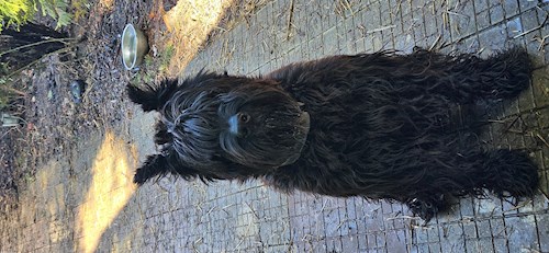 Iulian- petsitter Voluntari sau Bonă pentru animale pentru 