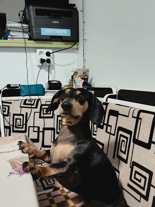 MONICA- petsitter Brașov sau Bonă pentru animale pentru 