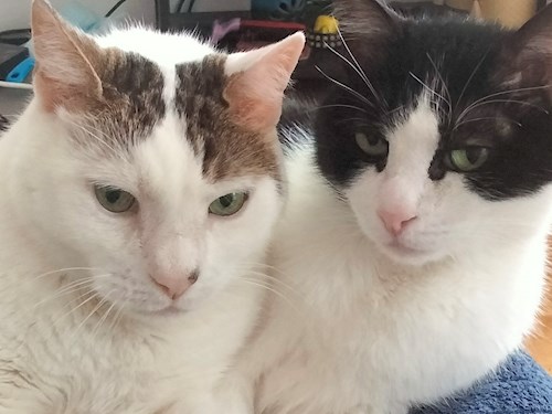 Vali- petsitter București sau Bonă pentru animale pentru Pisici 