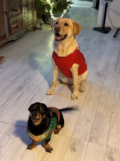 Liviu- petsitter Florești sau Bonă pentru animale pentru Câini 