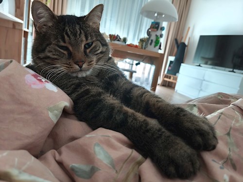 Vanille- petsitter Valea Lupului sau Bonă pentru animale pentru 