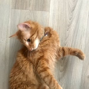 Szállás cica -ban Gruia kisállatszitting kérés