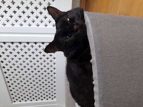 Violeta- petsitter București vagy Állat szitter a 