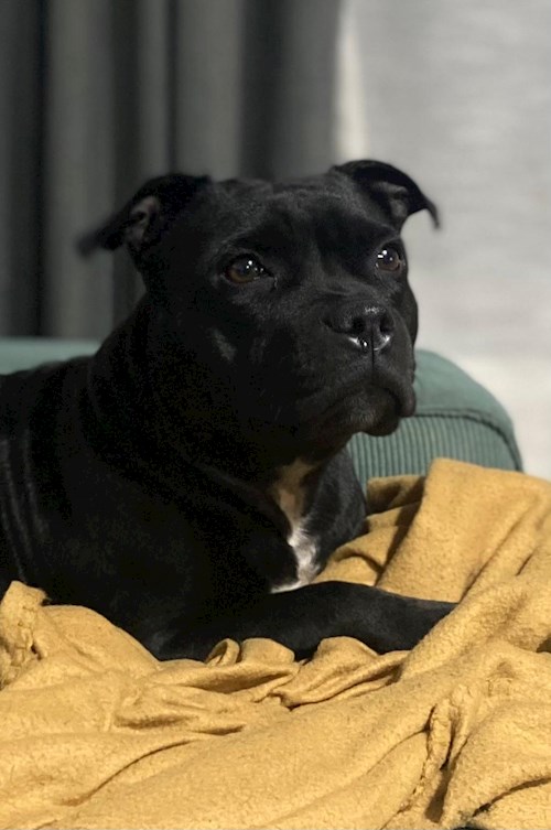 Corina- petsitter București vagy Állat szitter a 