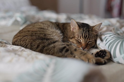 Diana- petsitter Oradea or Pet nanny for 